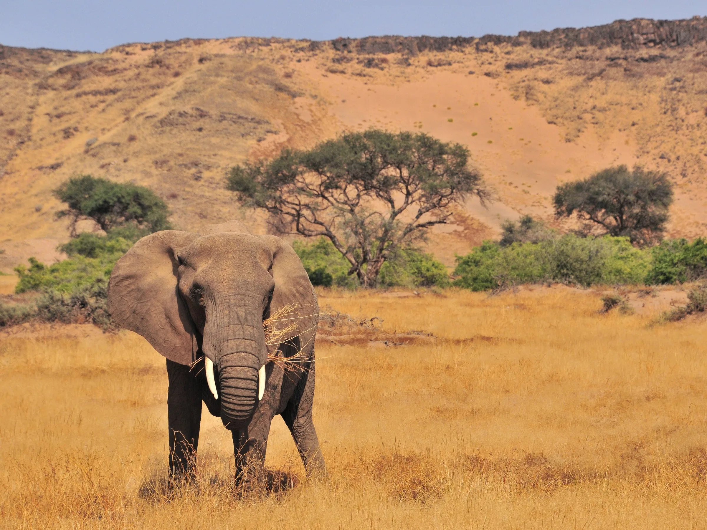 A desert-adapted elephant in the Damaraland landscape near Madisa Camp.