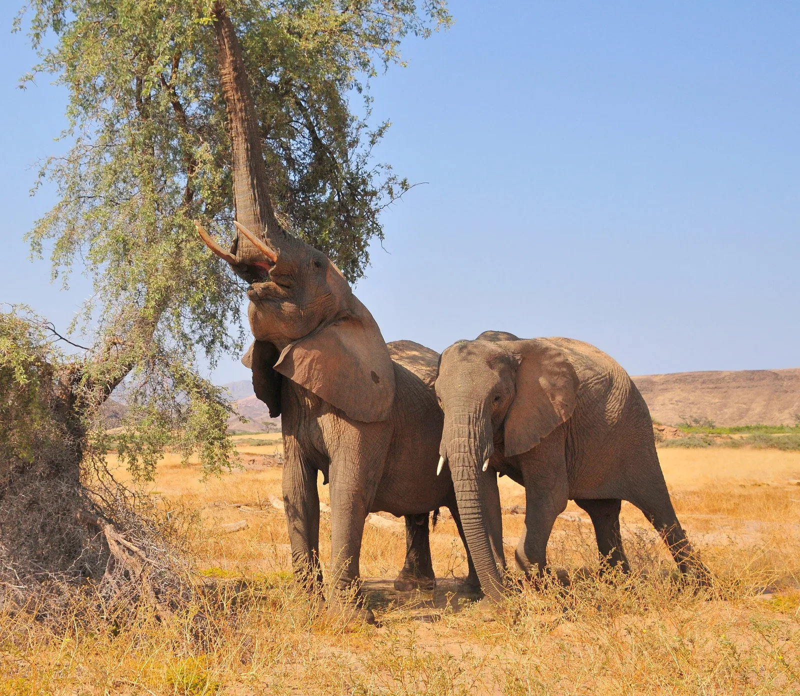 Two desert-adapted elephants feeding from a tree in Damaraland.