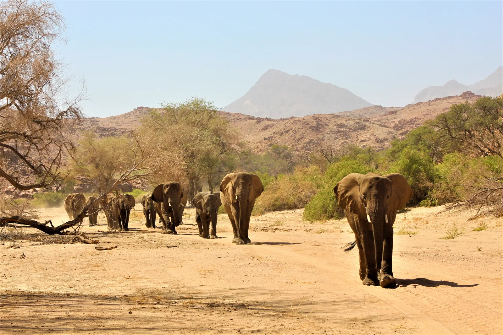 A herd of desert-adapted elephants walking through a dry Damaraland riverbed.