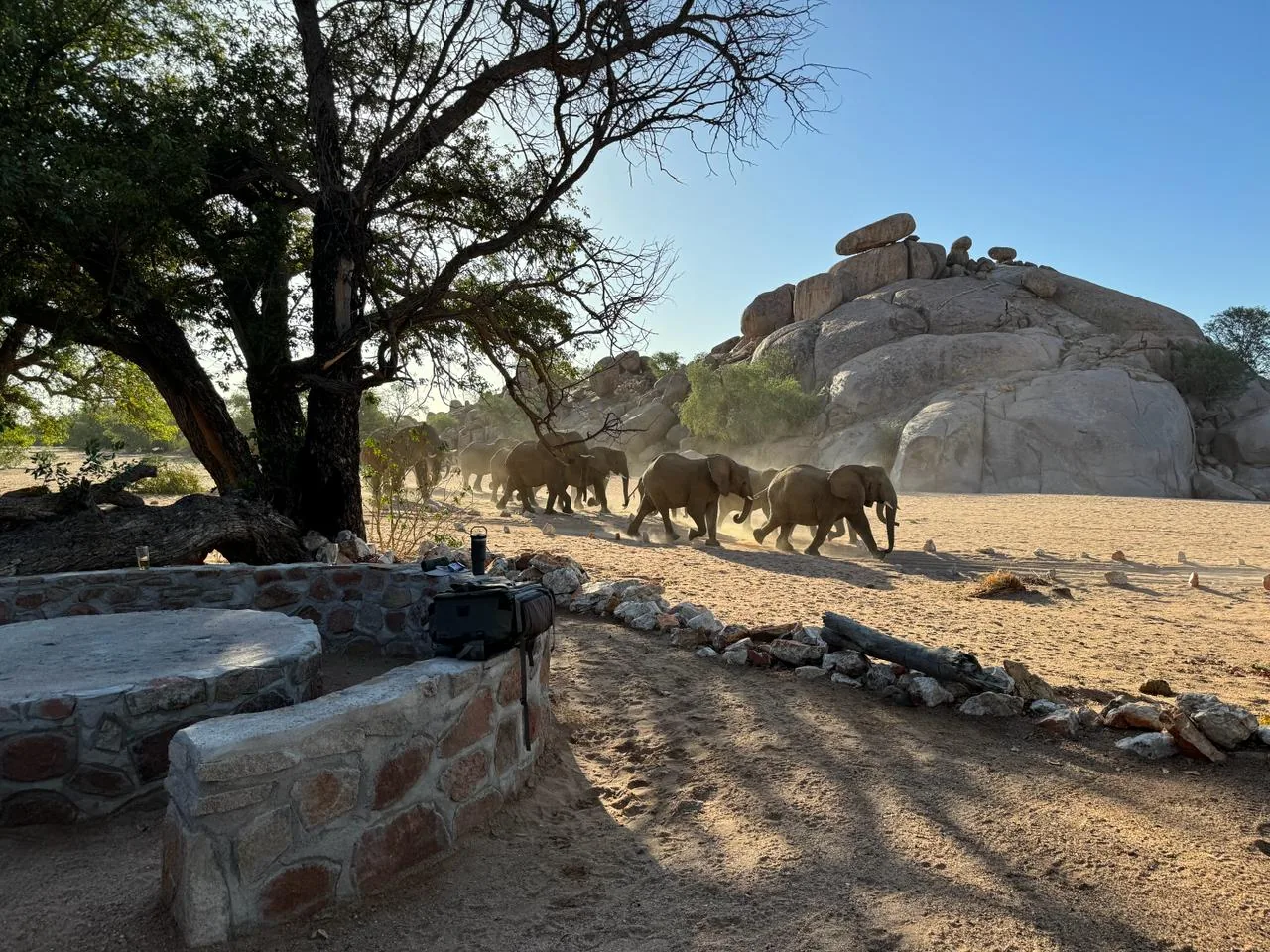 A herd of desert-adapted elephants walking through an Overland Campsite at Madisa.